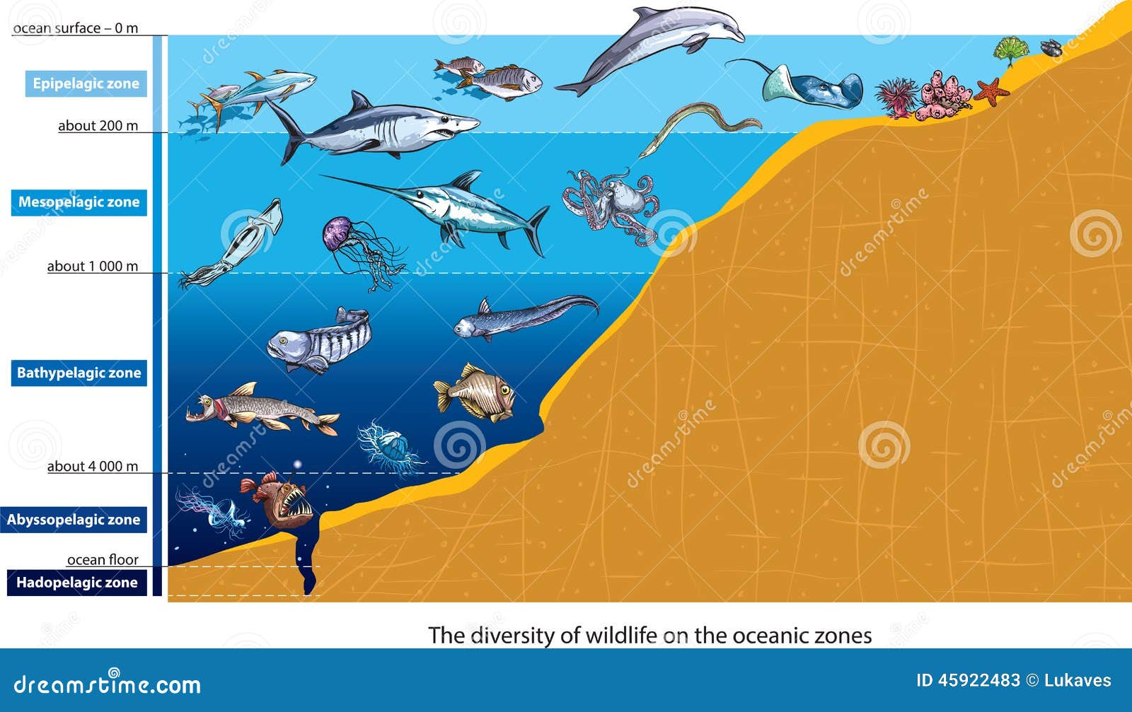 Eels Clipart And Illustrations - Wat Is De Diepste Zee