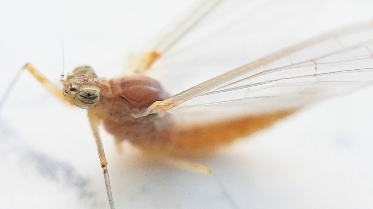 Een eendagsvlieg in de tuin - YouTube - Dit Insect Kennen We Beter Onder De Naam Eendagsvlieg