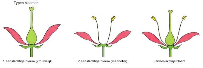 Hoe Heet De Voortplantingscel Bij Lagere Plantensoorten