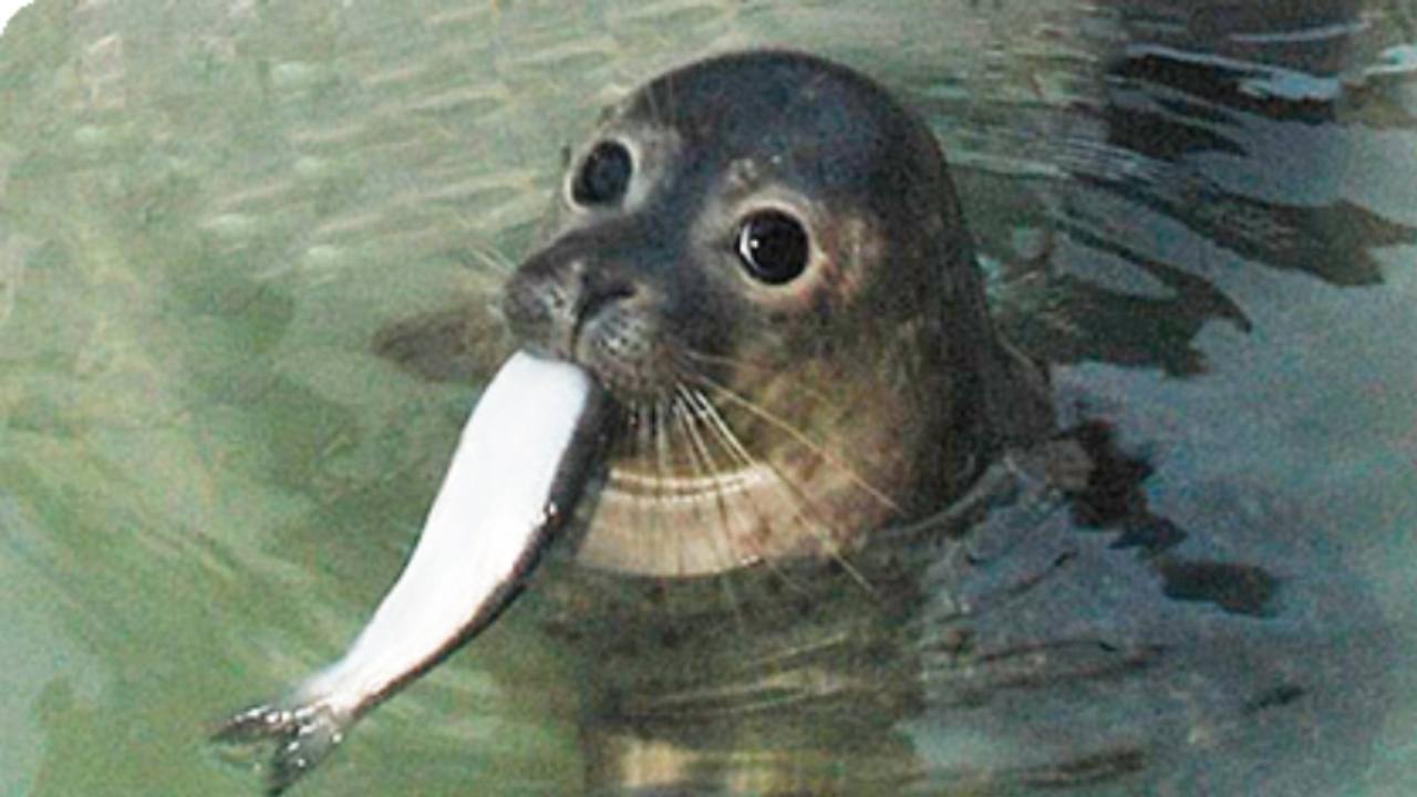 een lieve zeehond met een vis - Yoors - Hoeveel Vis Eet Een Zeehond Per Dag