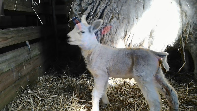 Een nieuwe lente ….. een nieuw geluid - De Minkhof - Een Nieuwe Lente Een Nieuw Geluid