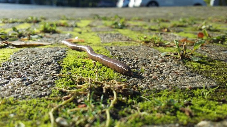 Een regenworm met 10 harten | Earthworms, Vermicomposting, Compost - Hoeveel Harten Heeft Een Regenworm