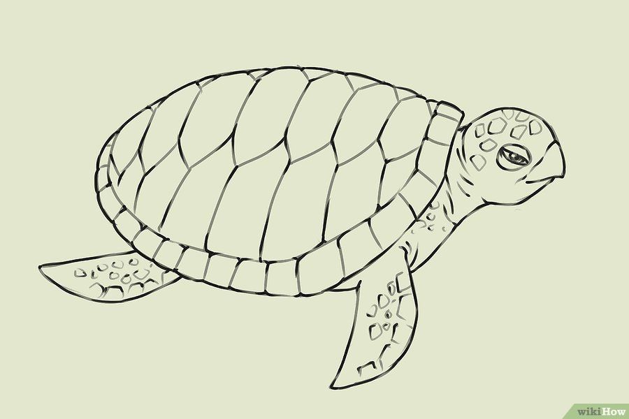 Een schildpad tekenen – Artofit - Hoe Lang Kan Een Schildpad Onder Water Blijven