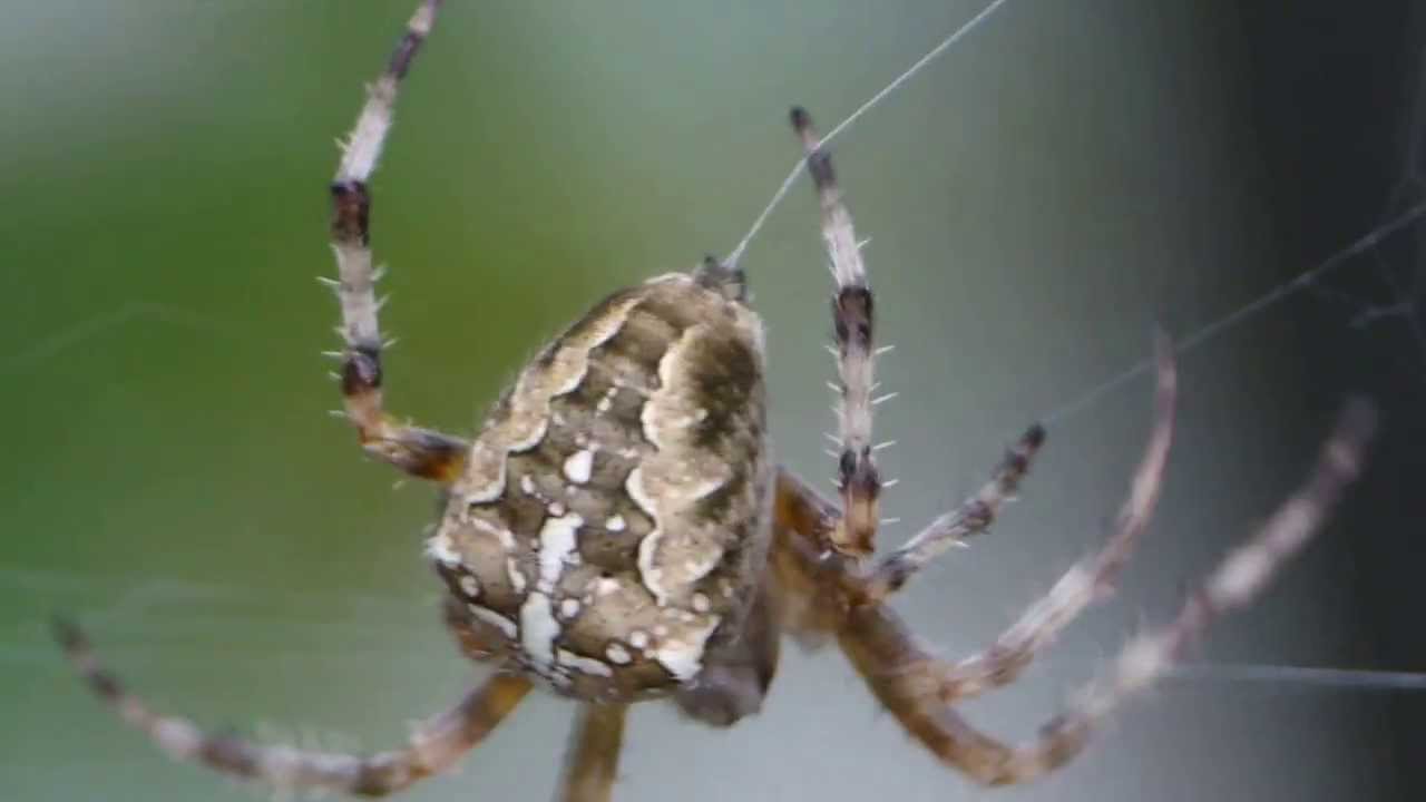 een spin bouwt zijn web - YouTube - Digitale Woonplaats Van Een Spin