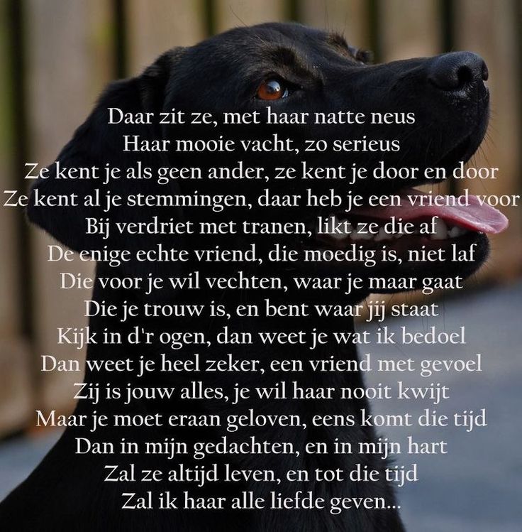 Een vriend met gevoel 🐾 | Honden teksten, Honden gedichten, Hondencitaten - Uit Het Leven Van Een Hond Samenvatting