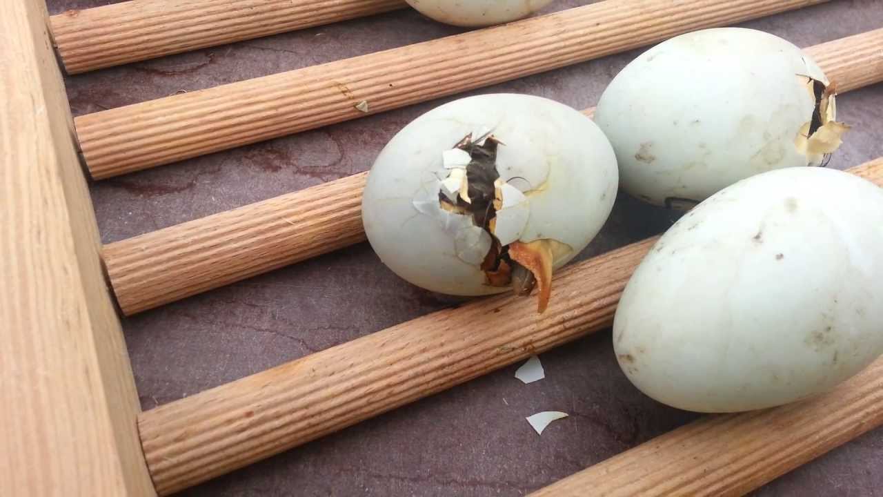 Eenden eieren die uitkomen - YouTube - Hoe Heet Een Volledig Ontwikkeld Insect