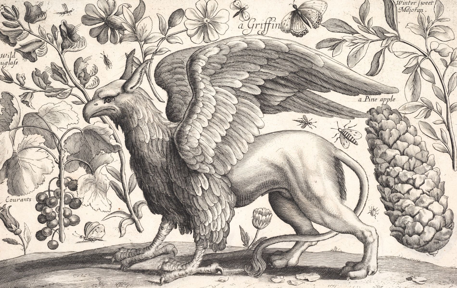 Wat Is Een Griffioen