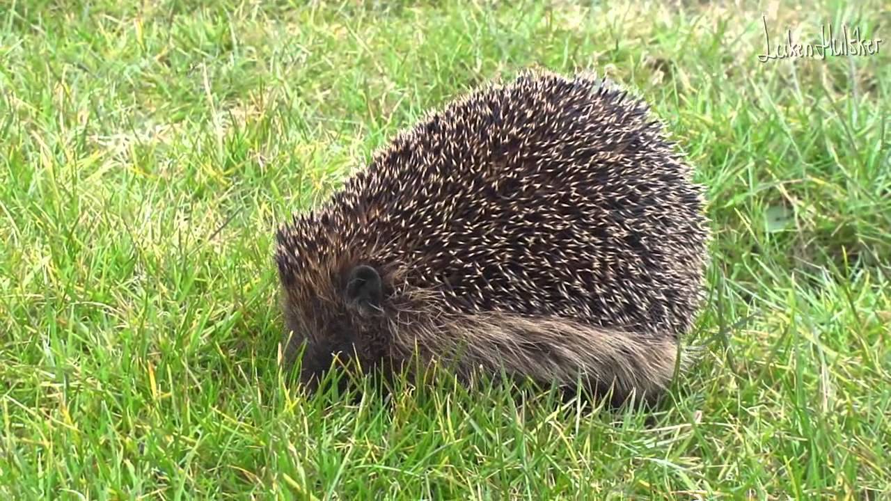 Egel, ontwaakt uit zijn winterslaap..... - YouTube - Hoeveel Egels Zijn Er In Nederland
