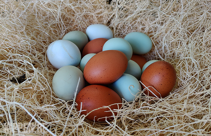 Eieren - Kippen.be - Blauwe Eieren Van Vogels Herkennen