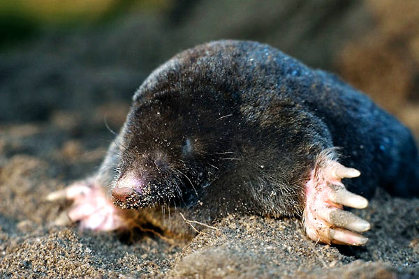 El mundo de los topos | Universo Animal - Topo Oefenen Wereld Groep 8