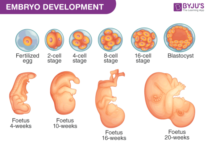 Vanaf Wanneer Heeft Een Embryo Een Ziel
