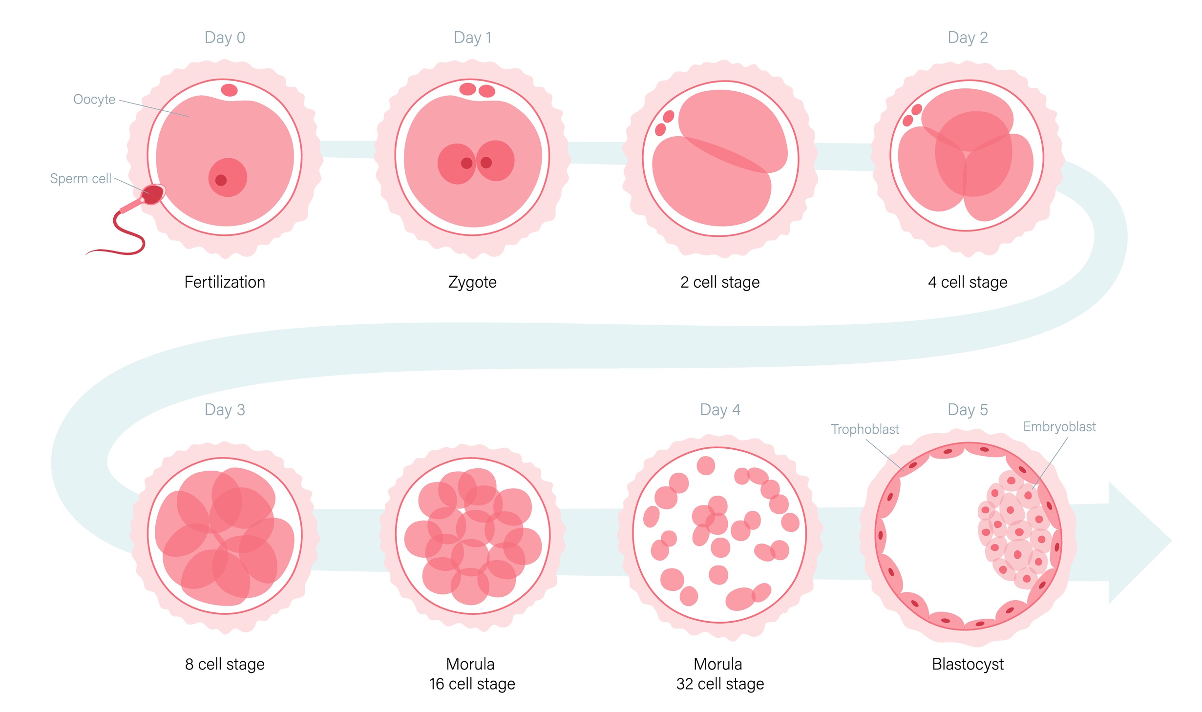 Embryo Development: Various Embryo Stages | Fertilitywise - Vanaf Wanneer Heeft Een Embryo Een Ziel
