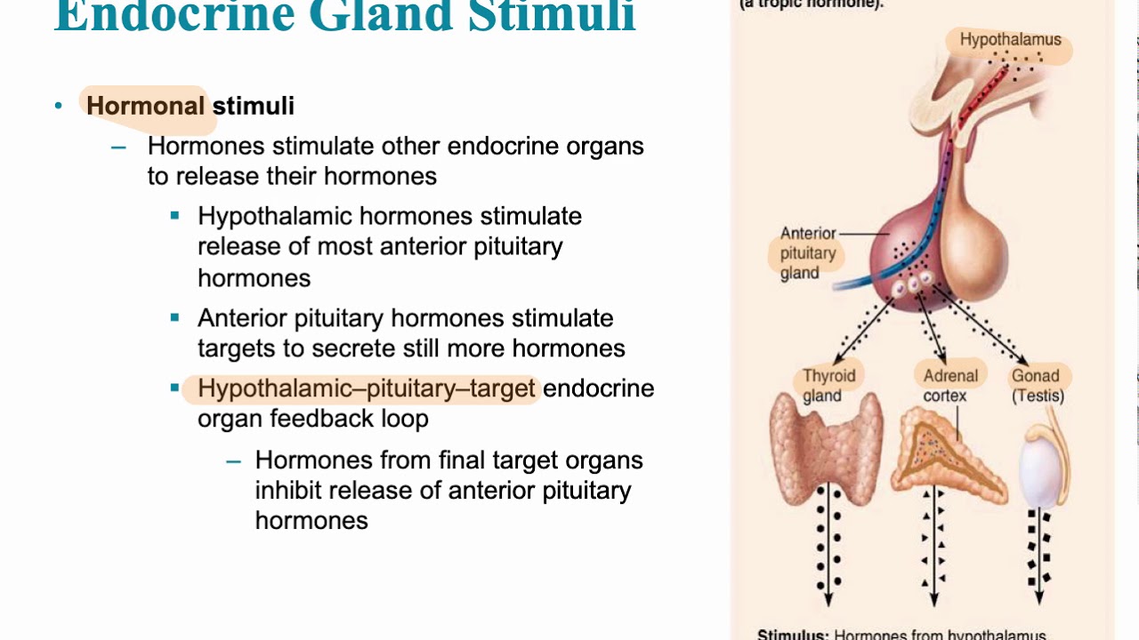 Hormonal System And Nervous System