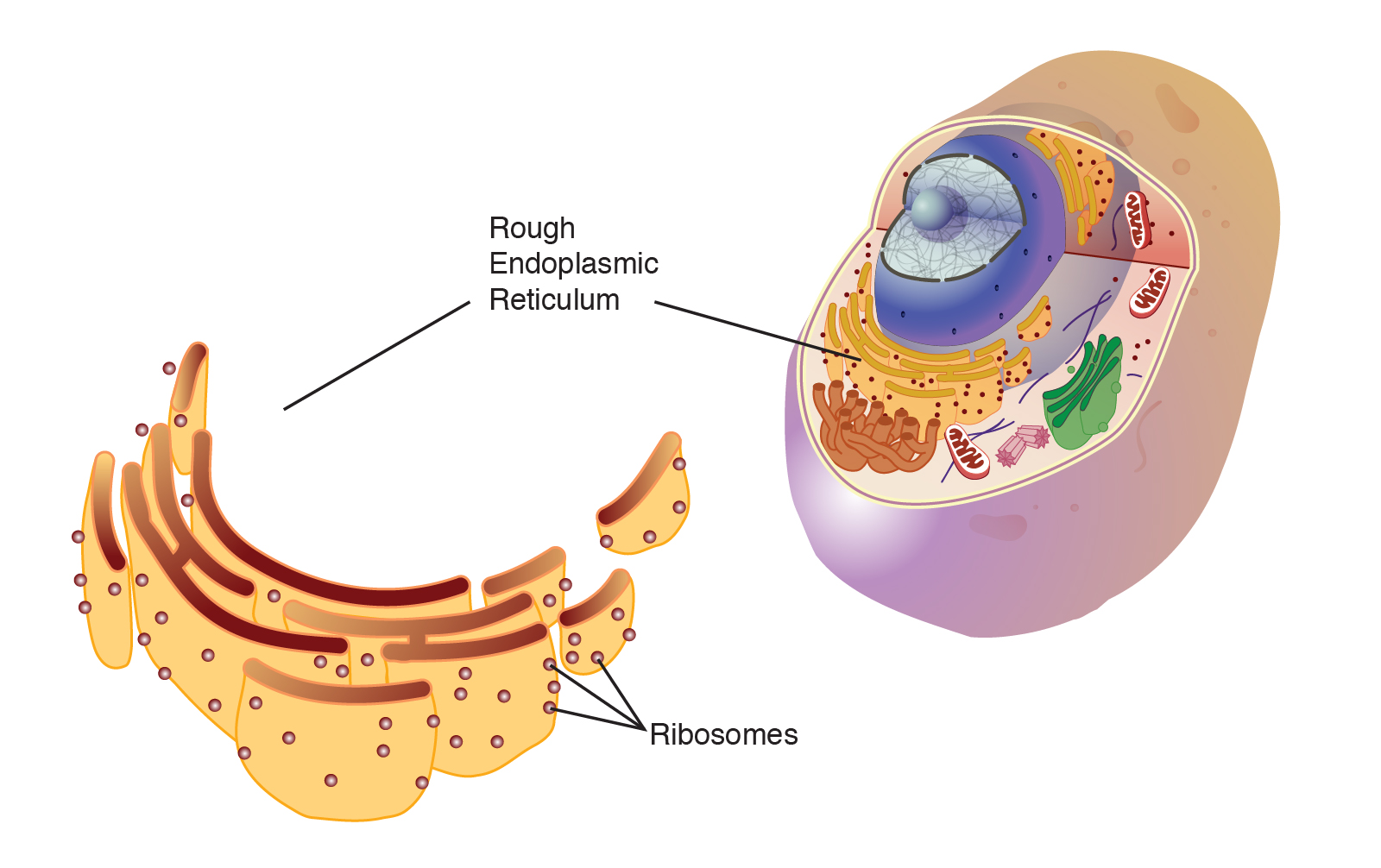Wat Doet Het Endoplasmatisch Reticulum