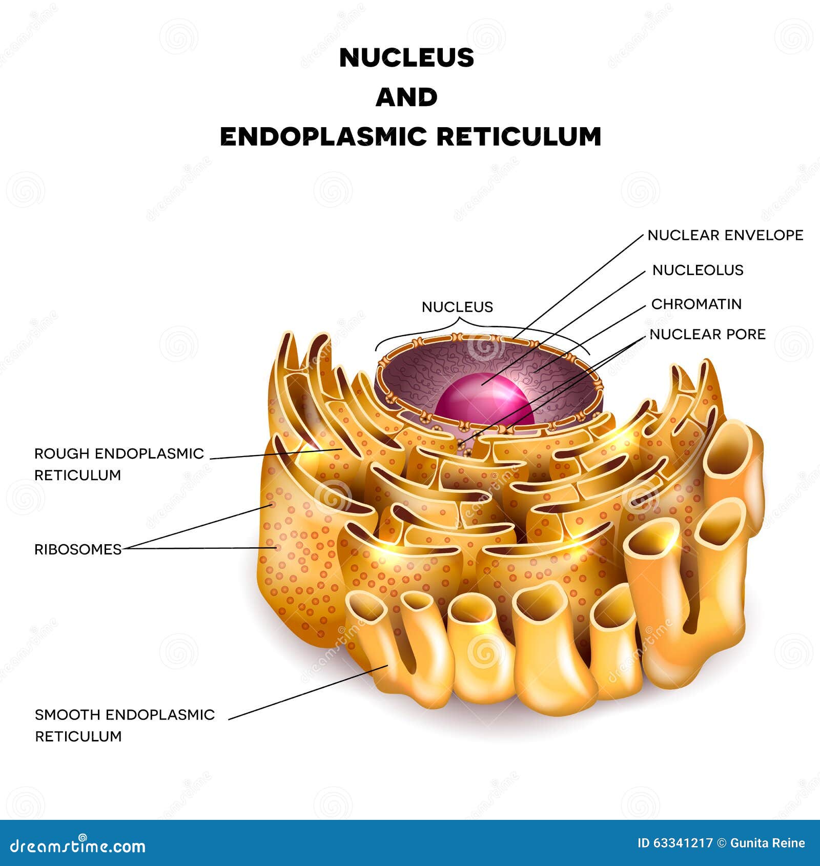 Endoplasmic Reticulum Vector Illustration | CartoonDealer.com #55697274 - Wat Doet Het Endoplasmatisch Reticulum