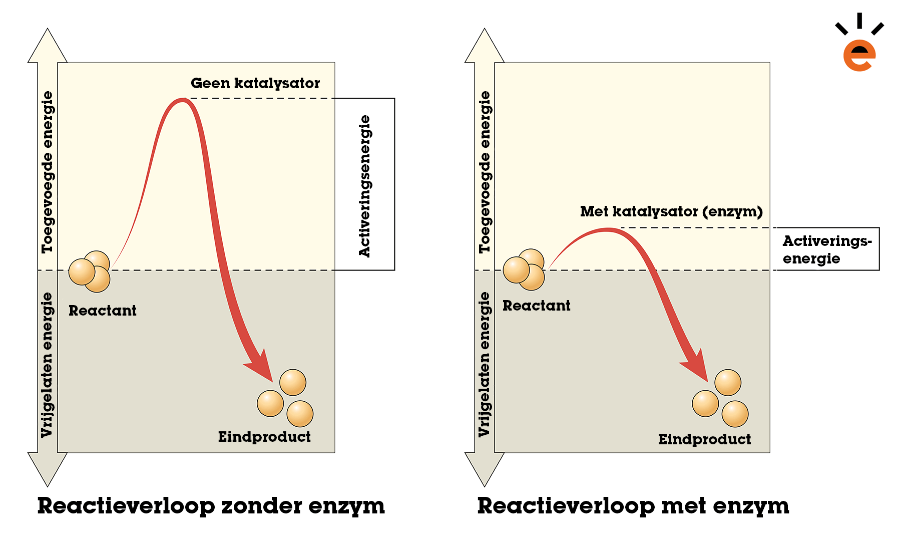 Endotherme en Exotherme Reacties: Wat Zijn Dat? (Uitleg) - Hoe Weet Je Of Een Reactie Endotherm Of Exotherm Is