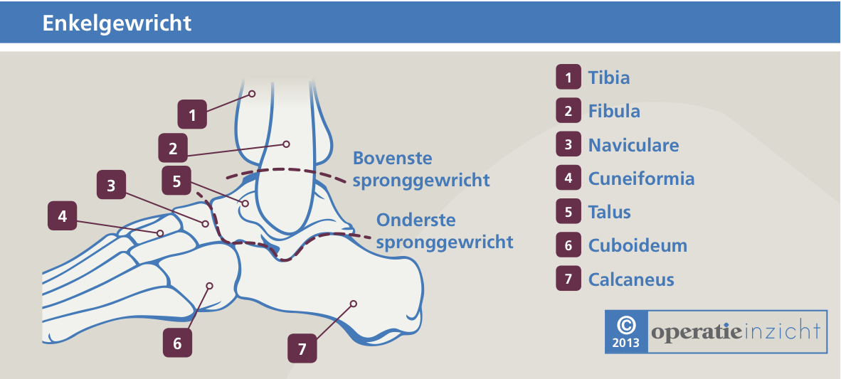 Enkelgewricht | Anatomie, Spieren - Uit Welke Botten Bestaat De Schoudergordel