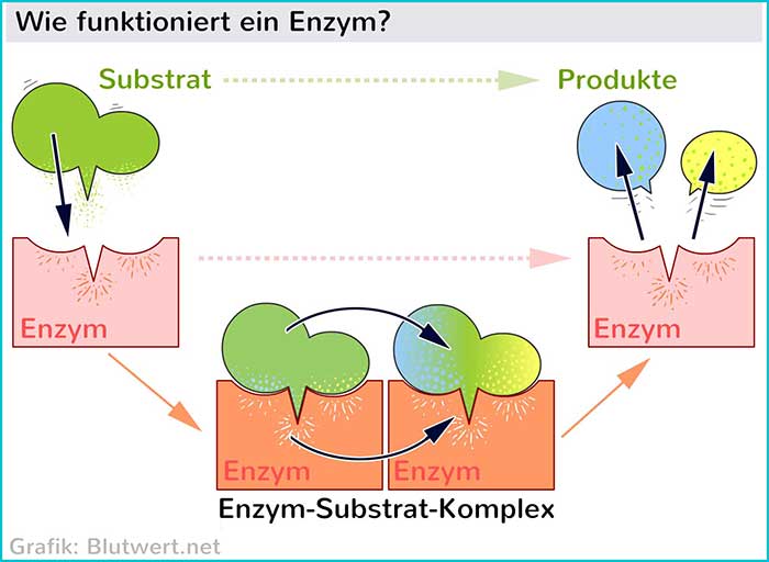 Ido 2 Enzym Wat Is Dat