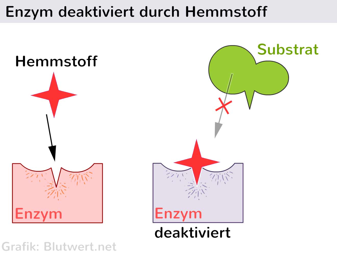 Enzyme: Aufbau und Funktion - einfach erklärt - Ido 2 Enzym Wat Is Dat