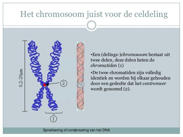 Epigenetica presentate 22 11-2011 - Uit Welke Twee Stoffen Bestaat Een Chromosoom