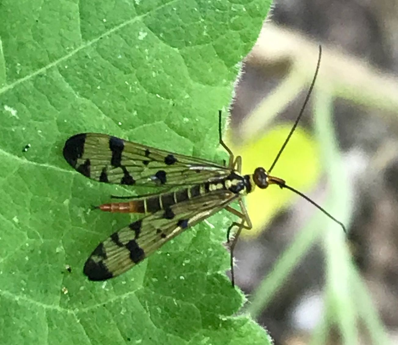 Bruin Insect Met Lange Voelsprieten