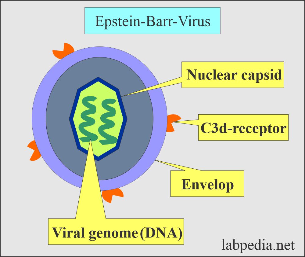 Epstein-Barr virus (EBV) and Infectious mononucleosis - Ebv Vca Igg Positief Grijze Zone