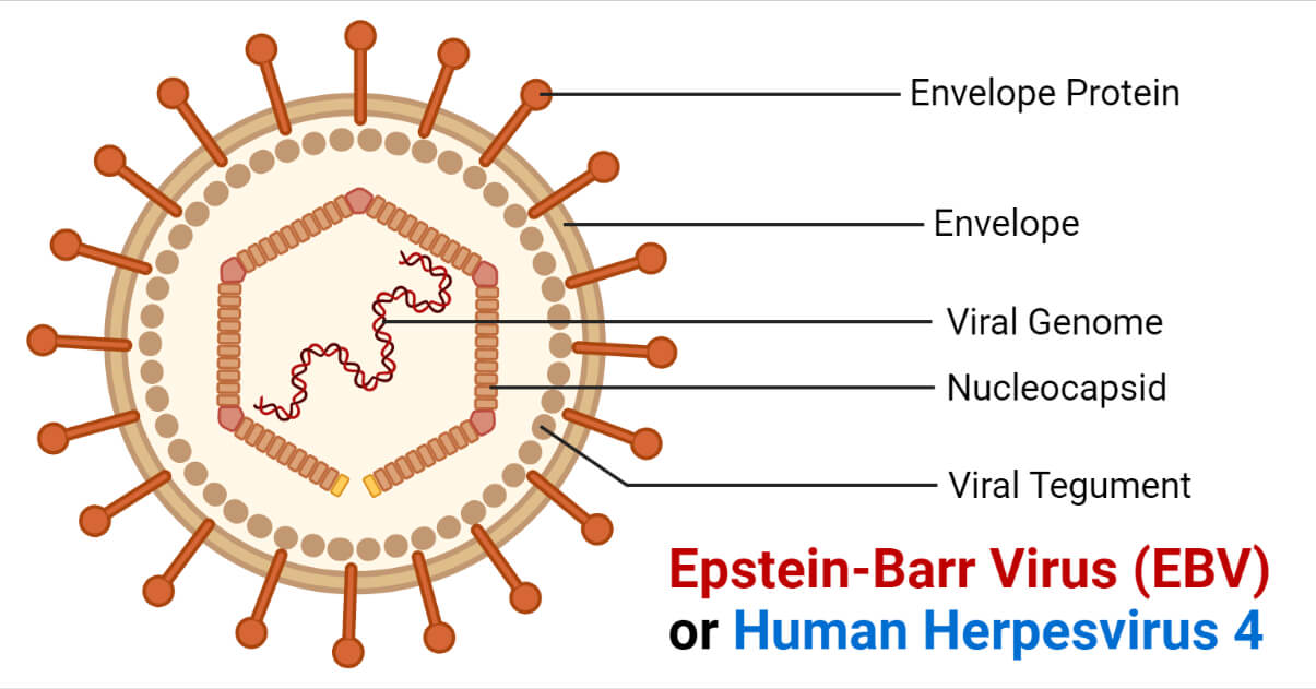 Epstein-Barr Virus (EBV) or Human Herpesvirus 4- An Overview - Ebv Ebna Igg Positief Betekenis