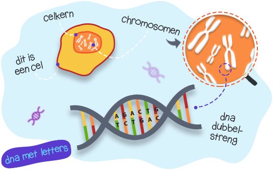 Hoe Is De Erfelijke Informatie In Het Dna Opgeslagen