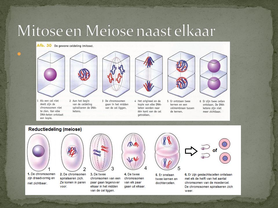 Erfelijkheid - Wikiwijs Maken - Wat Is Mitose En Meiose