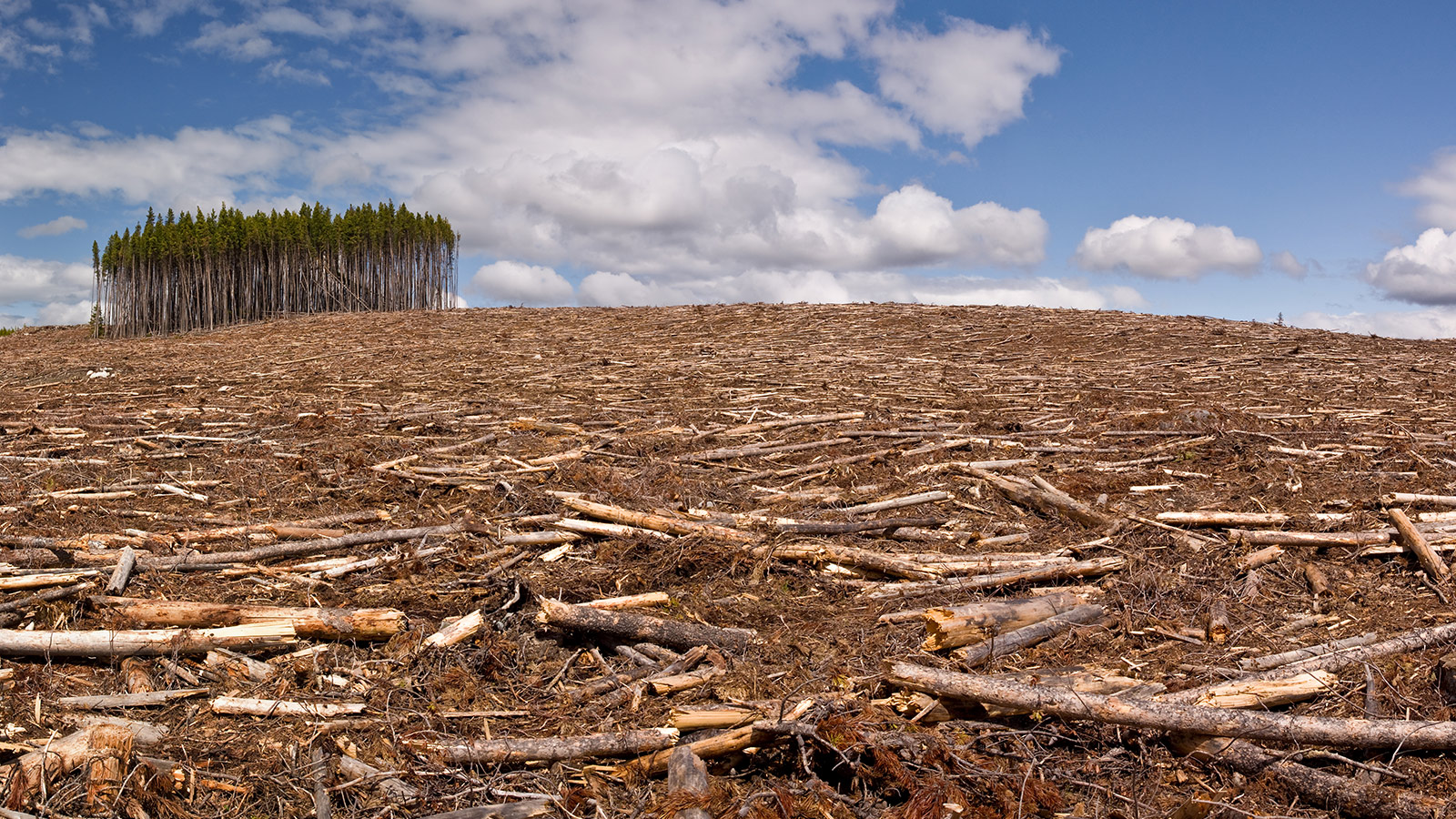 Europe is burning our forests for "renewable" energy. Wait, what? | Grist - Hoeveel Bomen Worden Er Per Jaar Gekapt