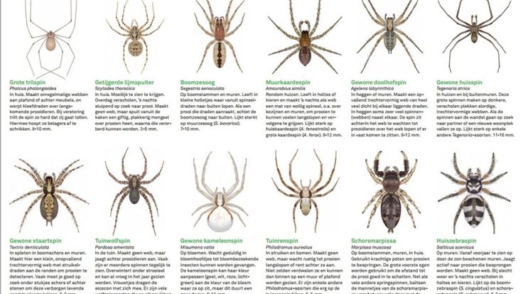 European spiders | Spinnen, Dieren kaarten, Natuur - Hoeveel Poten Heeft Een Insect
