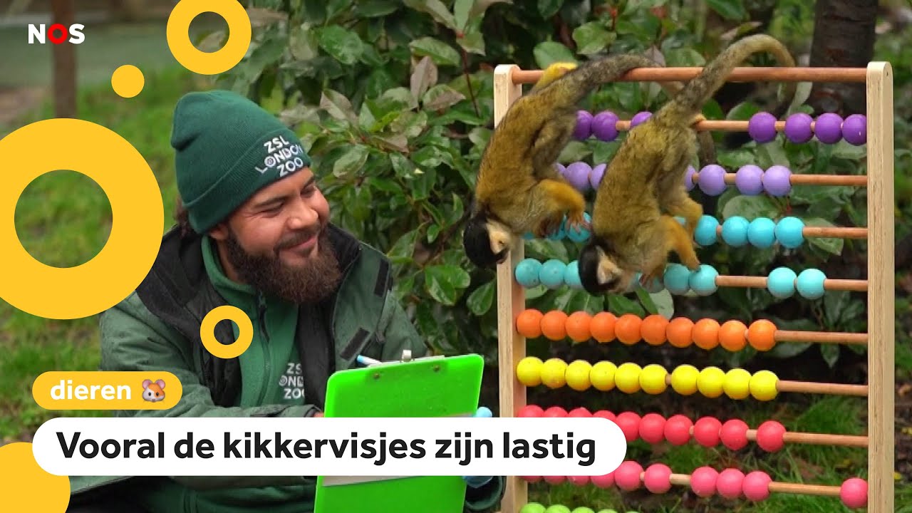 Even tellen: Hoeveel dieren wonen er in deze dierentuin? - YouTube - Hoeveel Lessen Nodig Voor Rijbewijs
