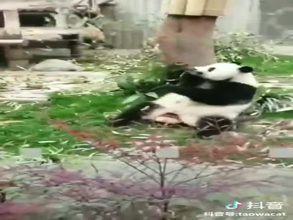 Everybody Is Kung Fu Fighting
