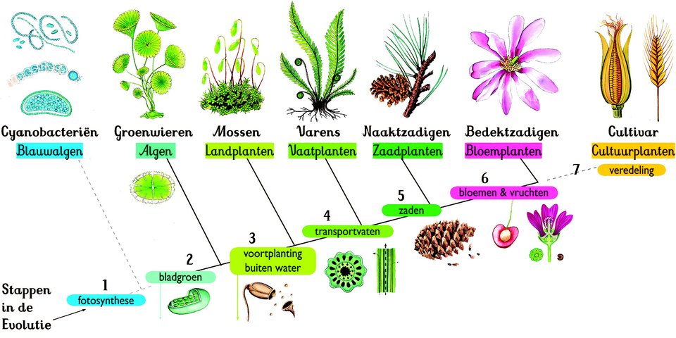 evolutietuin — Polderpad — De Groene Ontmoeting - Welke Twee Planten Behoren Tot De Groenwieren