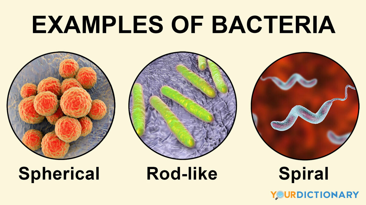 Examples of Bacteria: Types and Infections | YourDictionary - Is Een Bacteriele Infectie Besmettelijk