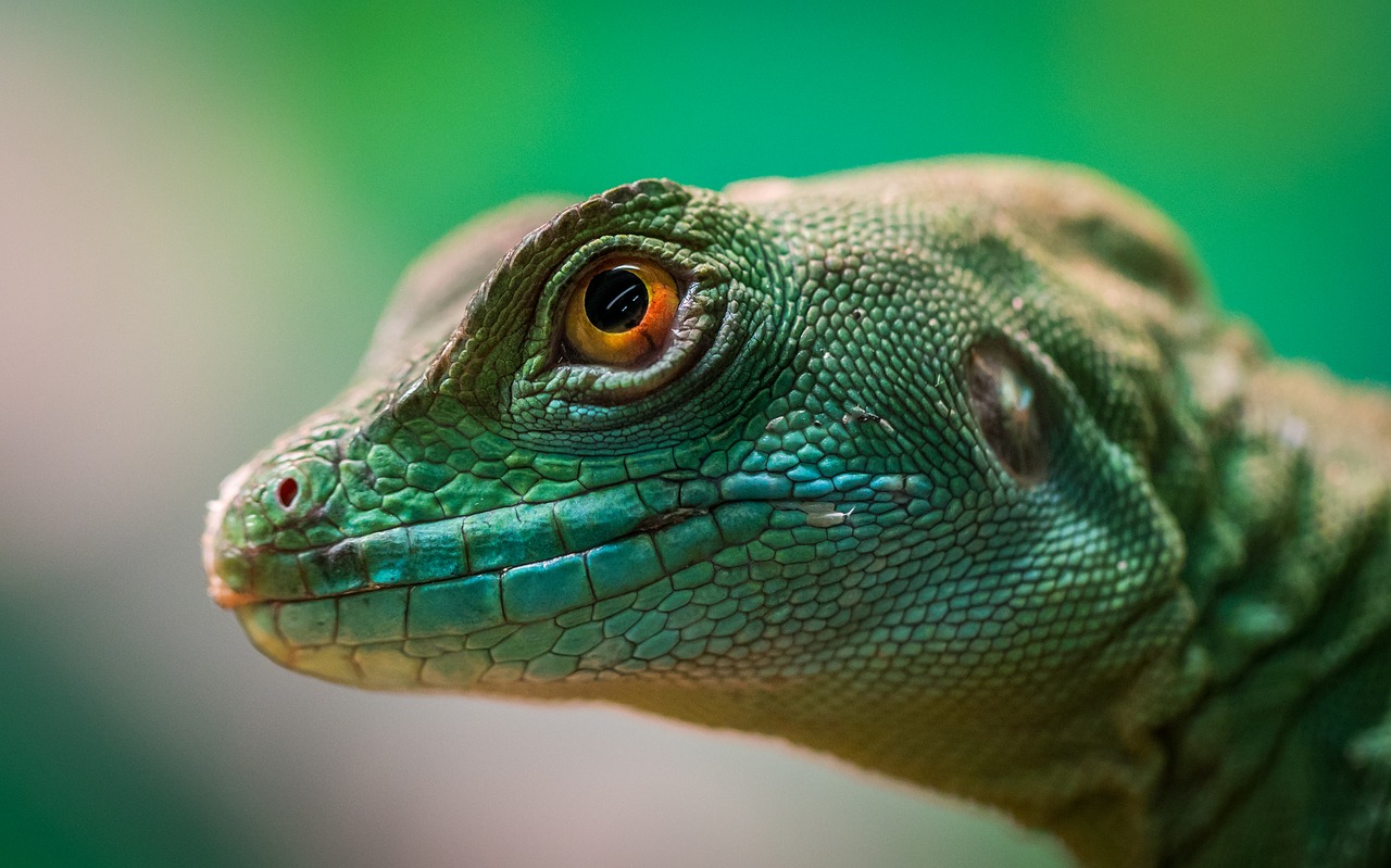 Explore Reptile Guides & Care Tips | SeaPets UK - Is Een Kikker Een Reptiel