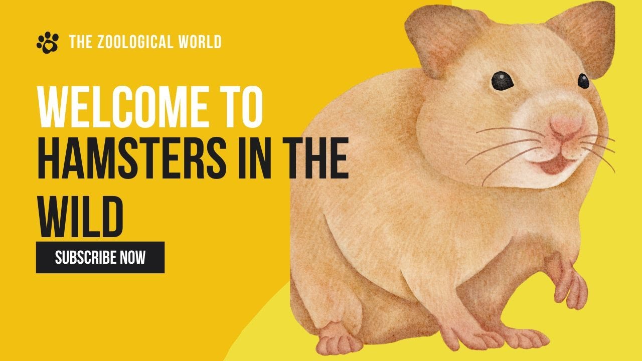 Exploring the Secret Life of Hamsters in the wild: A Rare Look into - Waar Leven Hamsters In Het Wild