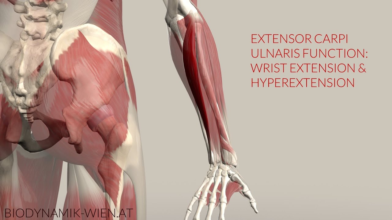 Extensor Carpi Ulnaris Function: Extension & Hyperextension (3d - Extensor Carpi Ulnaris Tendinopathie Oefeningen