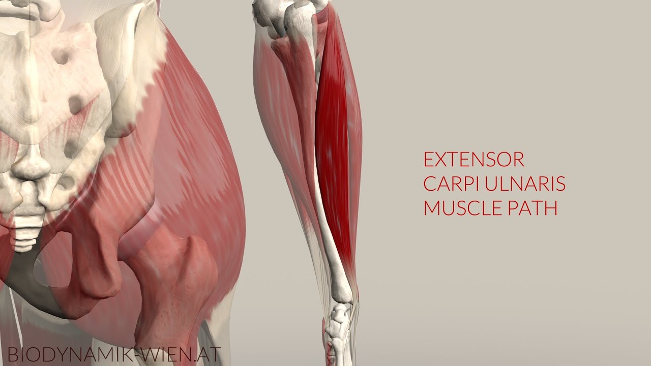 Extensor Carpi Ulnaris Tendinopathie Oefeningen