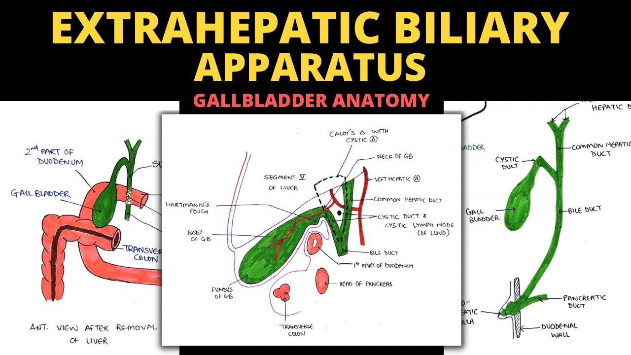 Extrahepatic Biliary Apparatus | Gall Bladder Anatomy | Abdomen Anatomy - Slanke Intra- En Extrahepatische Galwegen