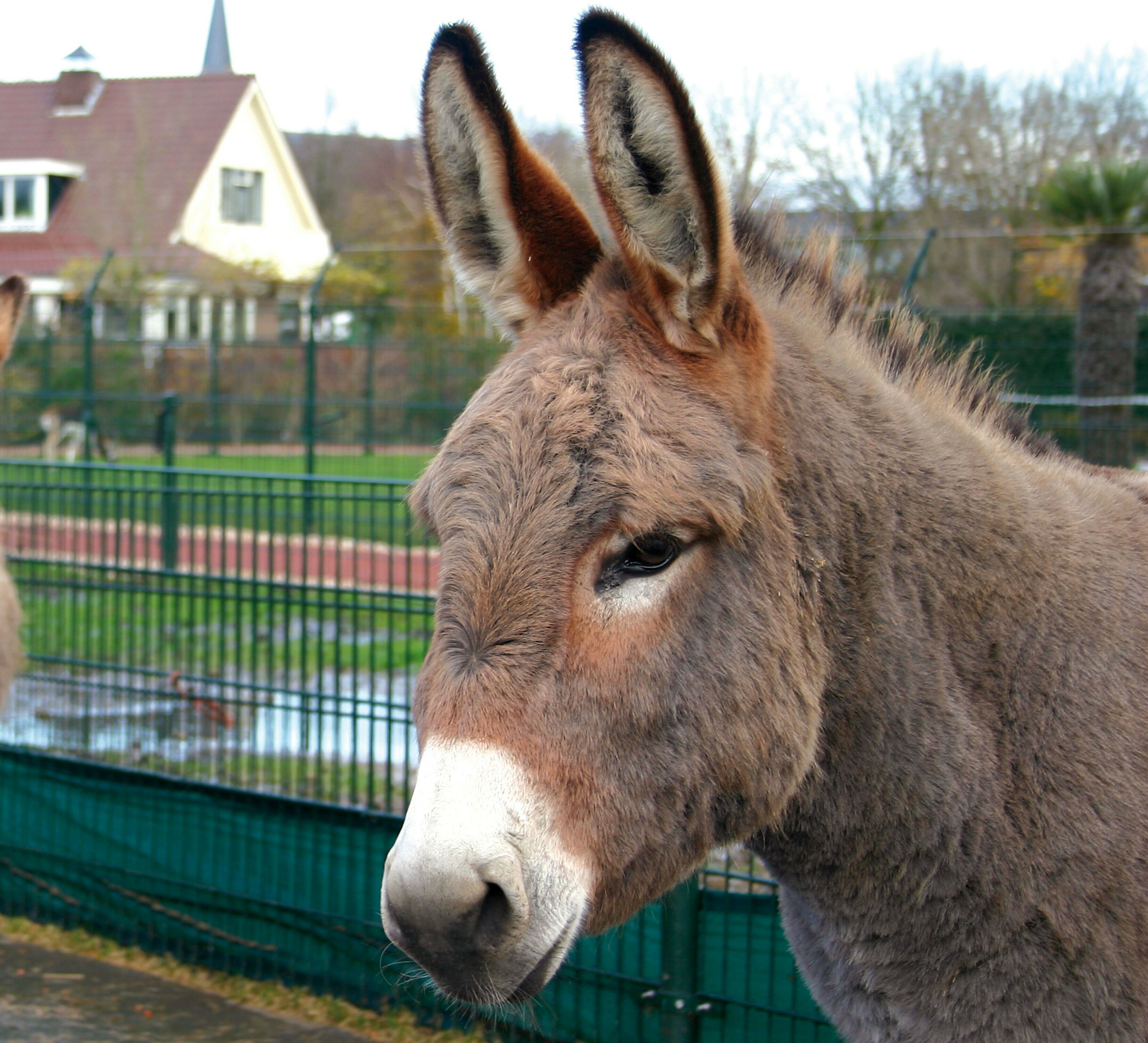 Ezel - Blanckendaell Park - Ezel Stoot Zich Niet Tweemaal Aan Dezelfde Steen Engels