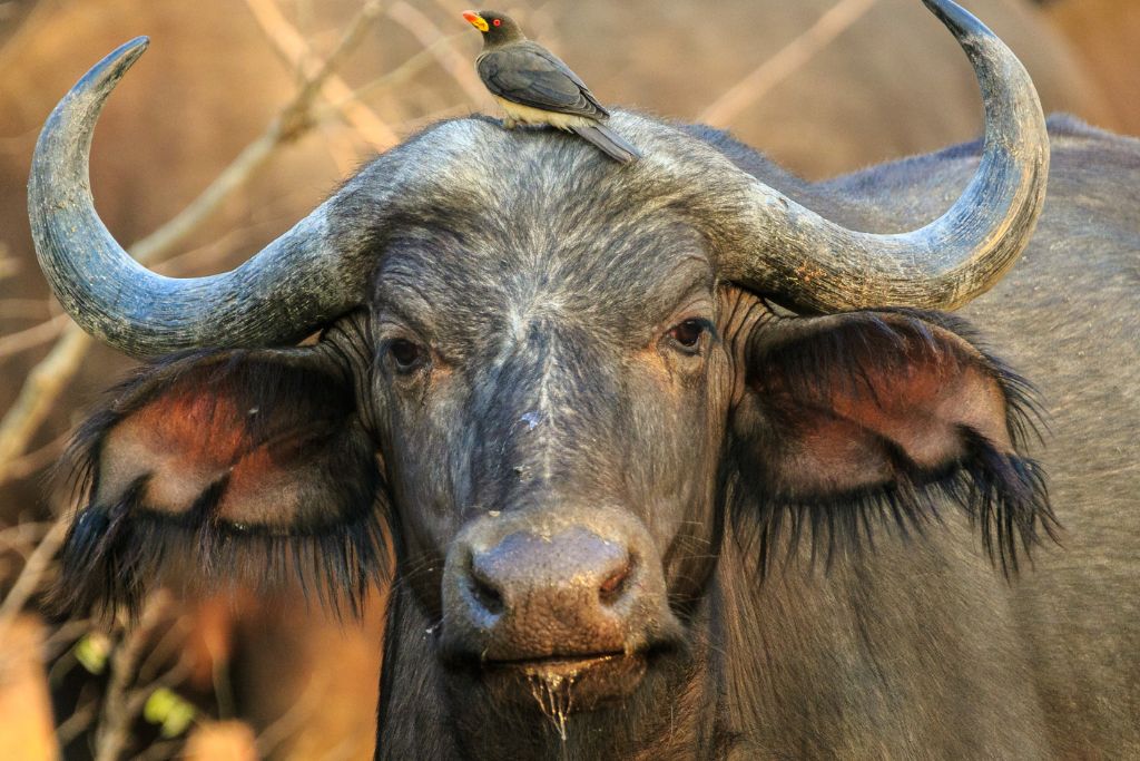 Fascinating Buffalo Facts - Bellevue Forest Reserve - Buffalo Bill Silence Of The Lambs