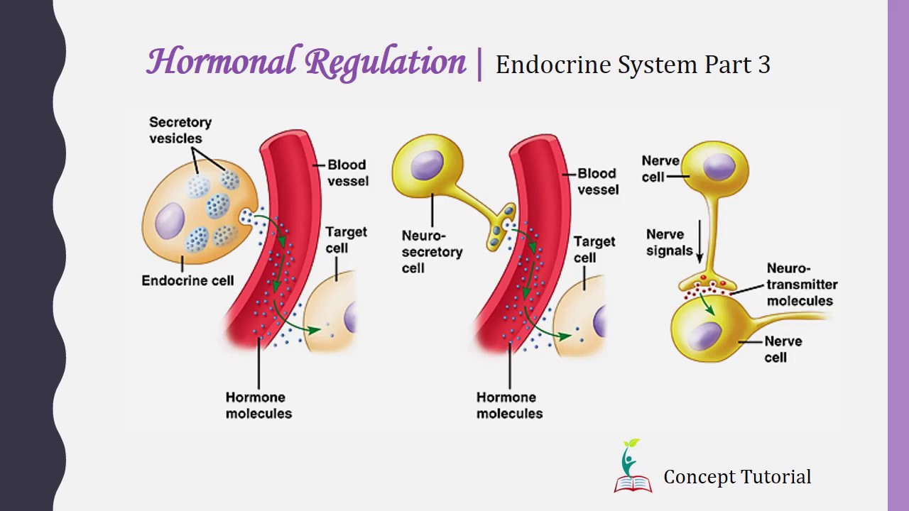 Feedback Mechanism | Hormonal Regulation | Endocrine System | Biology - Hormonal System And Nervous System