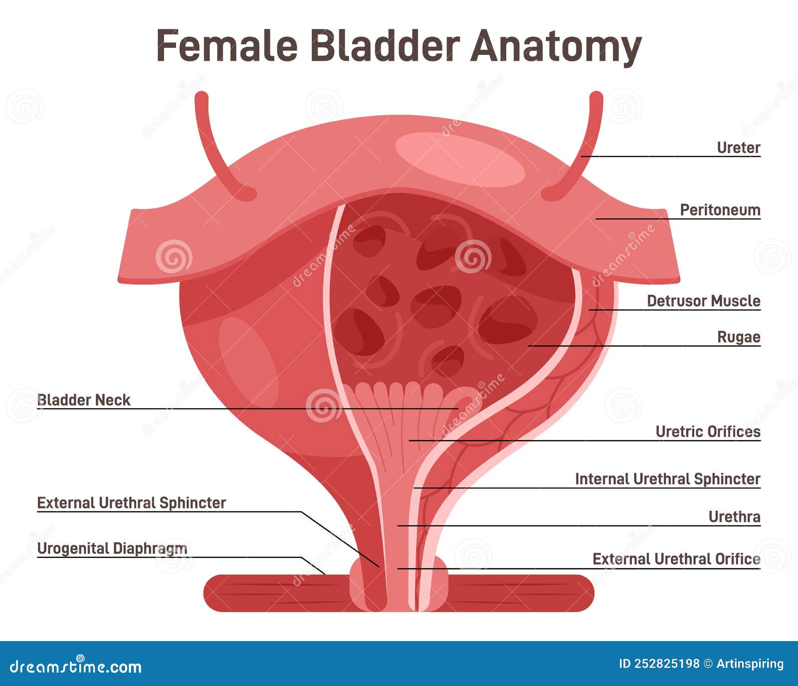 Female Bladder Anatomy. Healthy Internal Organ With Urethra. Vector - Waar Zit De Blaas Bij Vrouwen