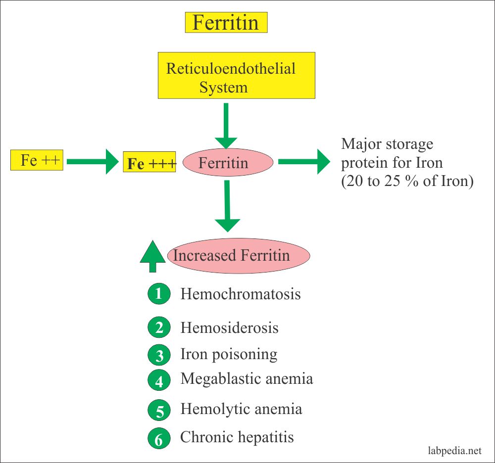 Ferritin (serum Ferritin Level) – Labpedia.net - Ferritine Te Laag Hb Goed