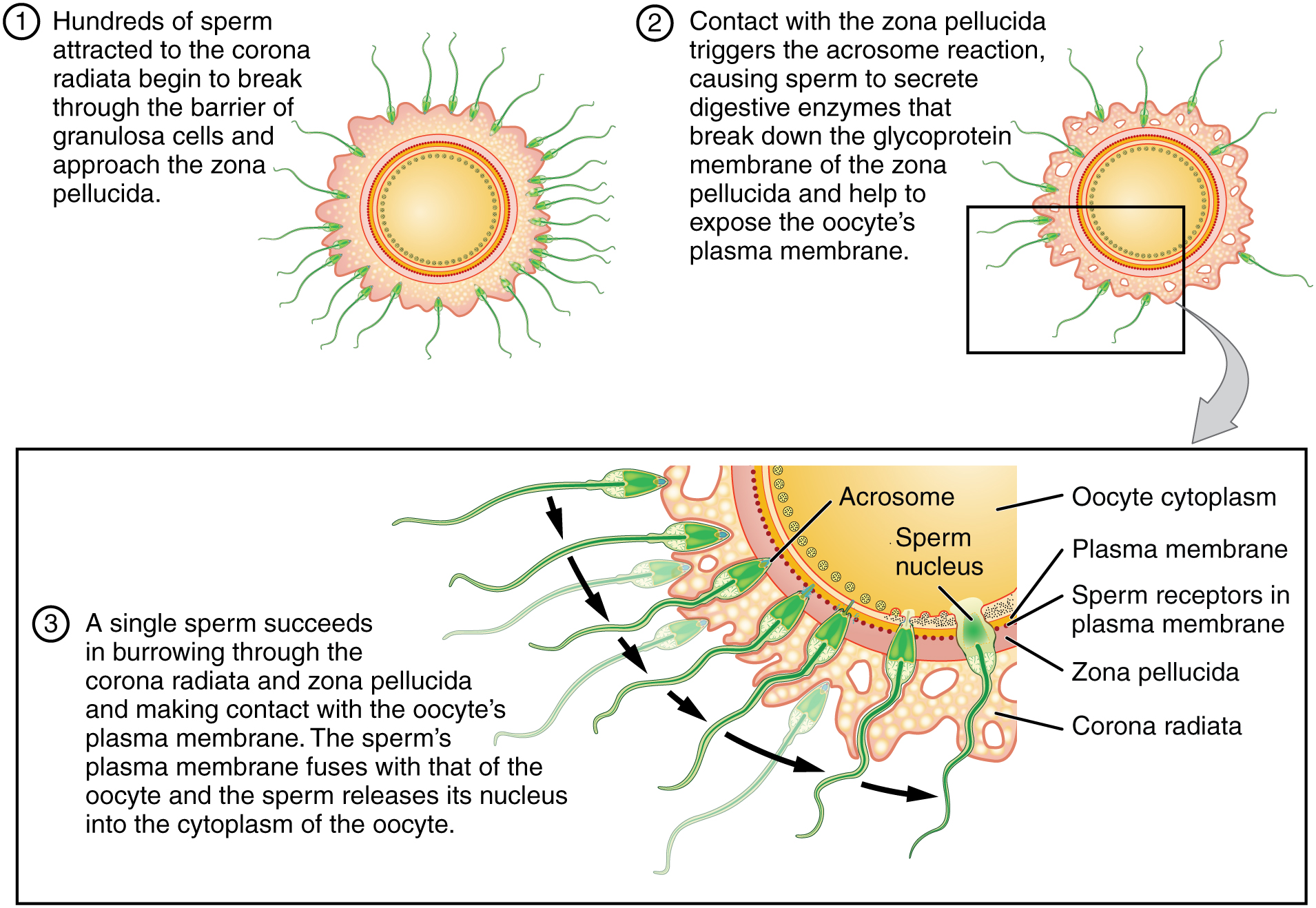 Fertilization; Conception; Fertilization, Delayed; Fertilization - Sperm Cell With A Egg Cell