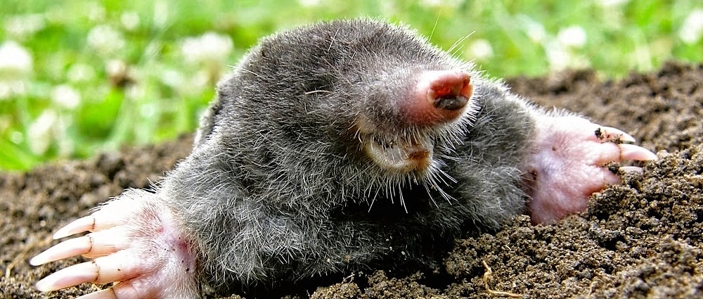 Dieren Die Onder De Grond Leven