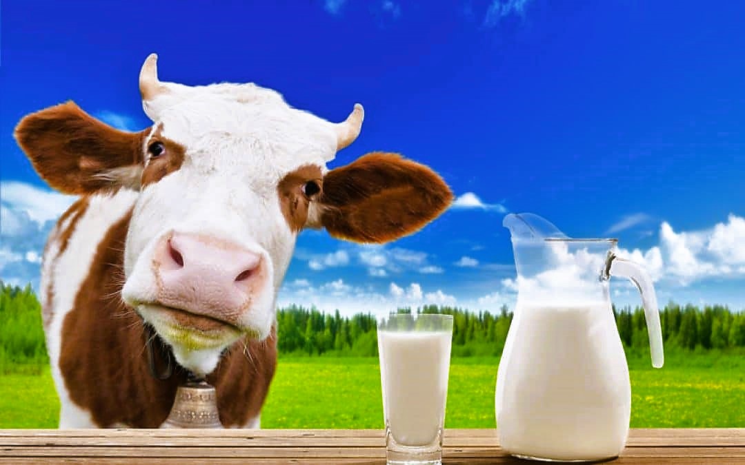 Fieggentrio: Iets in de melk te brokkelen hebben - Iets In De Melk Te Brokkelen Hebben