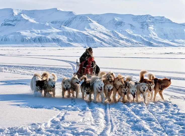 Fieggentrio: Inuit. | Sledehonden, Werkhonden, Schattige dieren - Wonen Er Mensen Op De Zuidpool