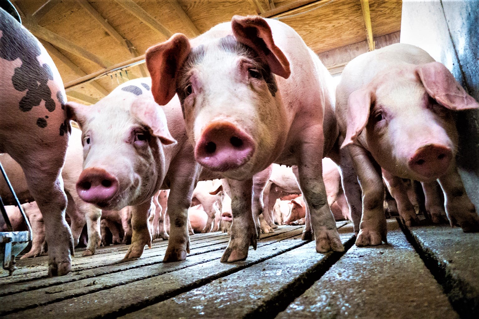 Veel Varkens Maken De Spoeling Dun
